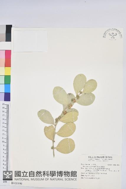 長穗木藏品圖，第1張