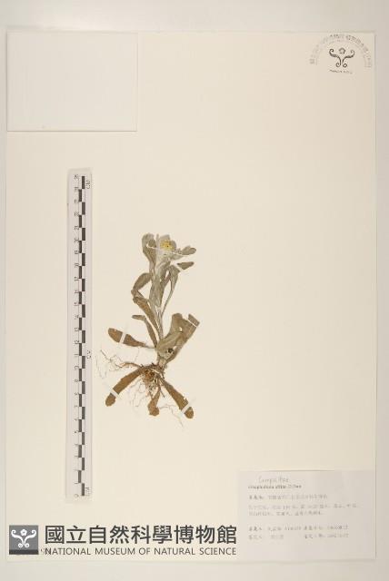 鼠麴草藏品圖，第1張