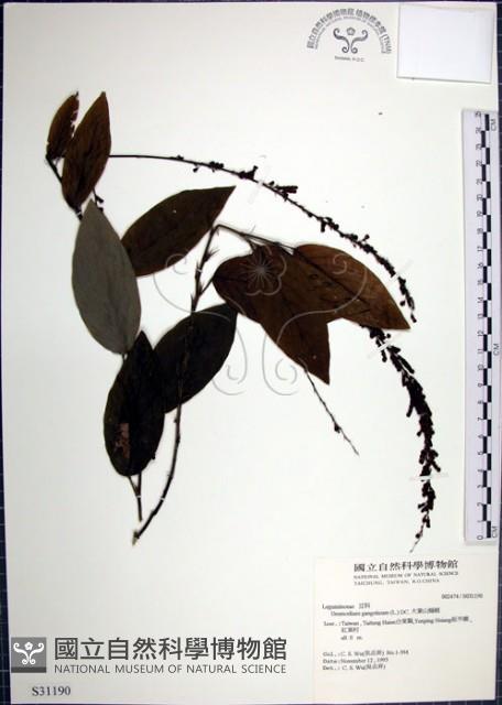 大葉山螞蝗藏品圖，第1張