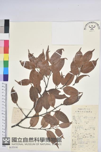 反刺苦櫧藏品圖，第1張