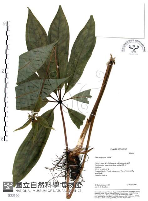 七葉一枝花藏品圖，第1張