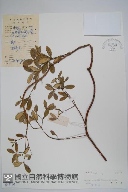 中國念珠藤藏品圖，第1張