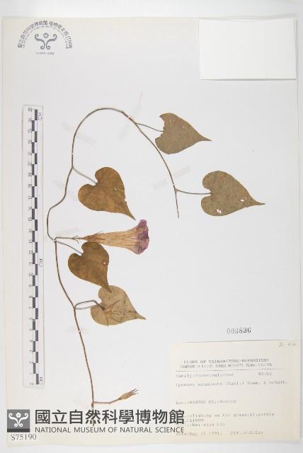 銳葉牽牛藏品圖，第1張