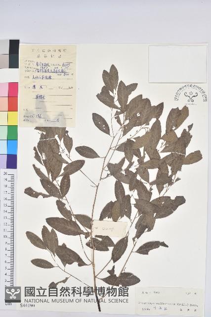 Shrubby Securinega Collection Image