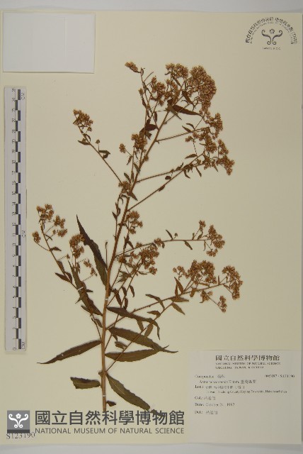 臺灣馬蘭藏品圖，第1張