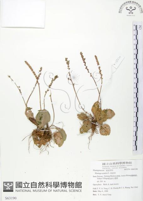 車前草藏品圖，第1張