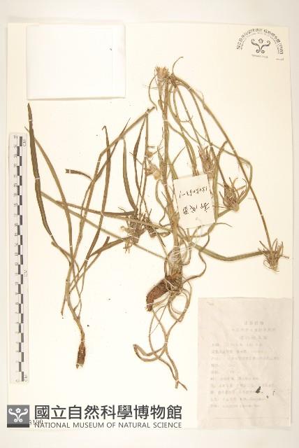 芼管草藏品圖，第1張