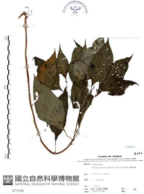 龍珠藏品圖，第1張