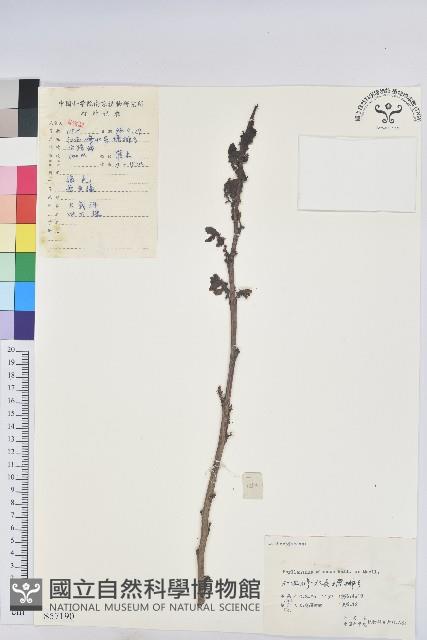 青灰葉下珠藏品圖，第1張