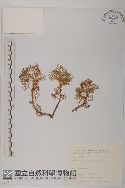 高山艾藏品圖，第1張