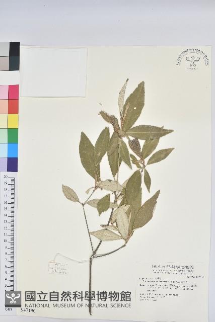 裡白巴豆藏品圖，第1張