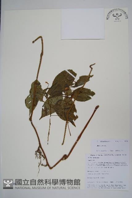 登錄號:S106390藏品圖，第1張