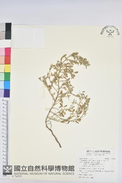 假葉下珠藏品圖，第1張