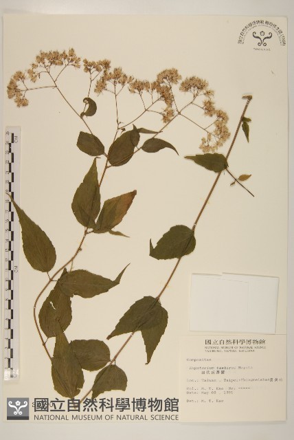 田代氏澤蘭藏品圖，第1張