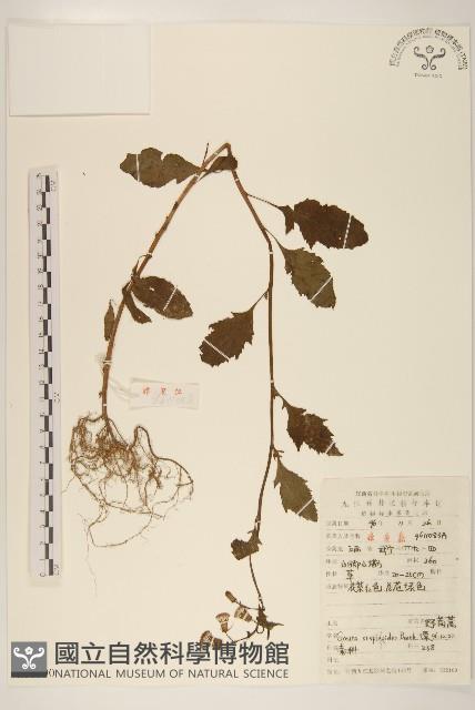 野茼蒿藏品圖，第1張