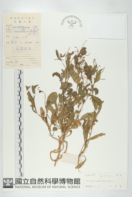 葶藶藏品圖，第1張