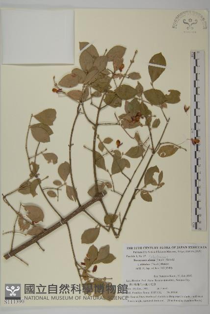 齒毛衛矛藏品圖，第1張