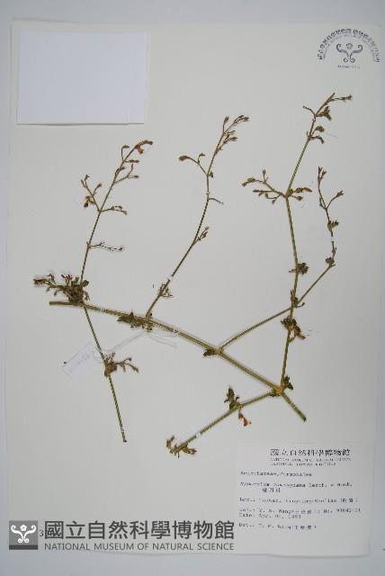 槍刀菜藏品圖，第1張