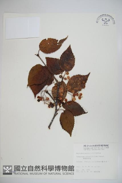 樺葉莢迷、玉山莢迷藏品圖，第1張