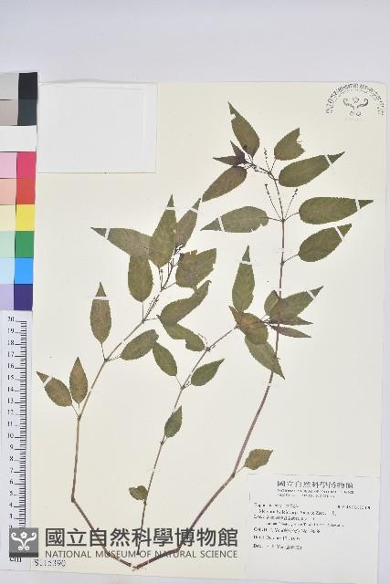 山靛藏品圖，第1張