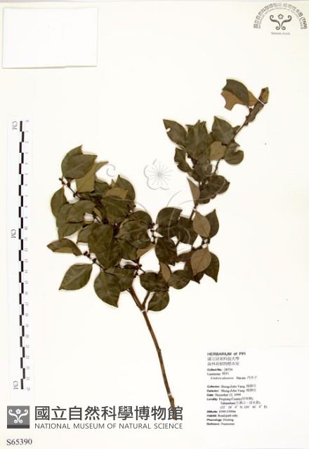 內苳子藏品圖，第1張