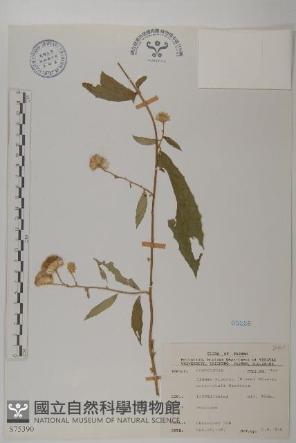 大頭艾納香藏品圖，第1張