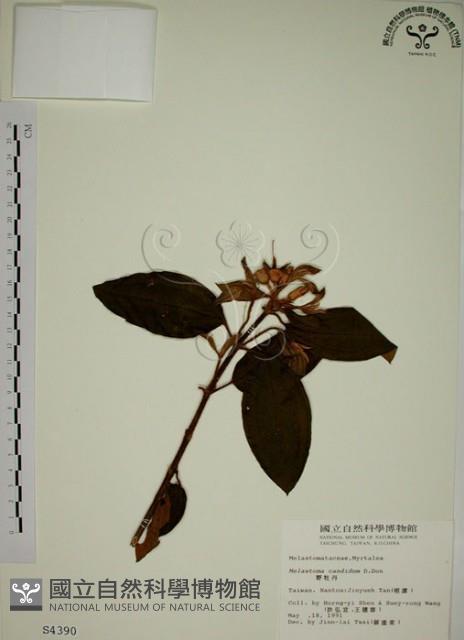 野牡丹藏品圖，第1張