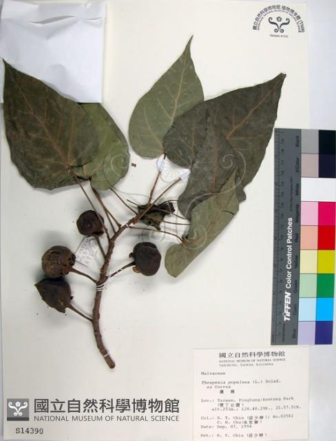 繖楊、截萼黃槿藏品圖，第1張