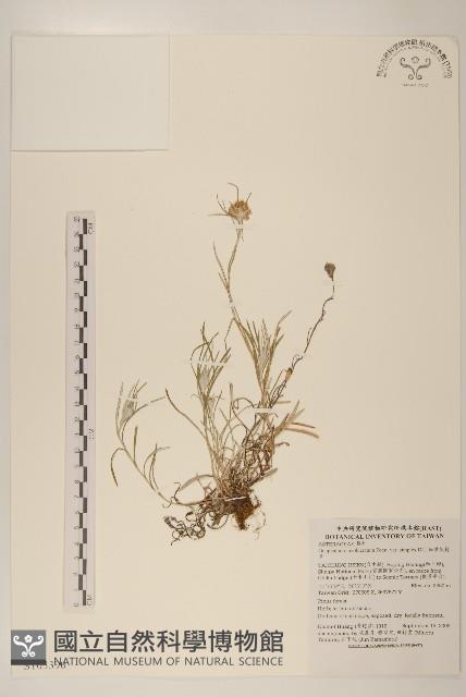 細葉鼠麴草藏品圖，第1張