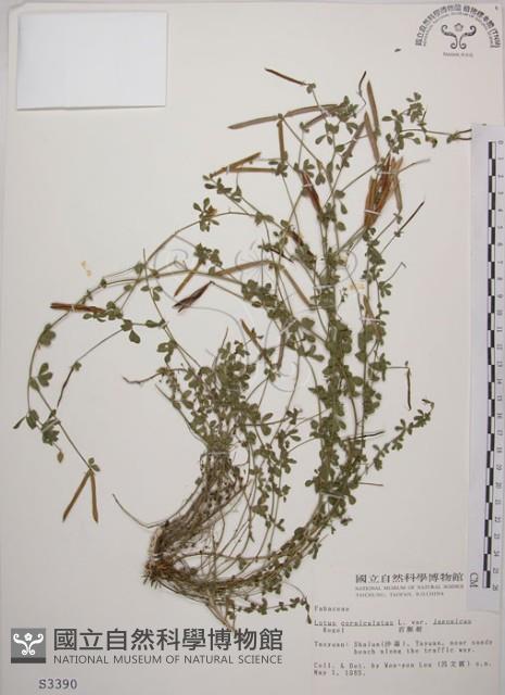 百脈根藏品圖，第1張