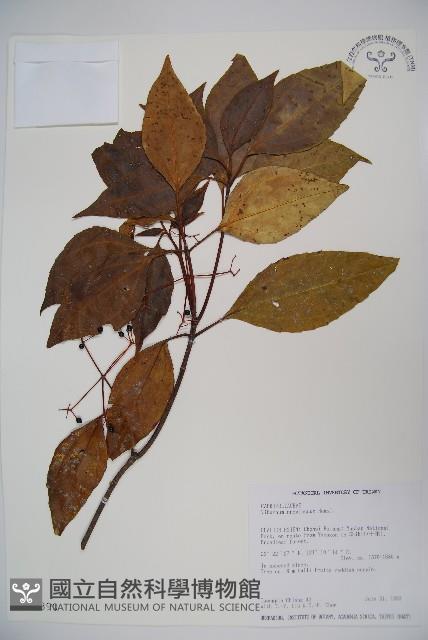 高山莢迷藏品圖，第1張