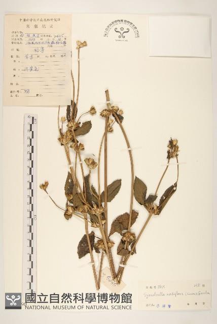 金腰箭藏品圖，第1張