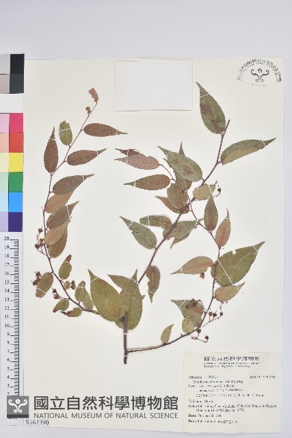 白珠樹藏品圖，第1張