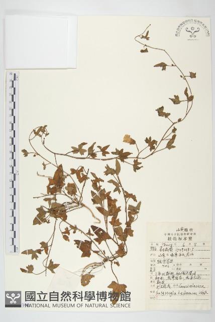 打碗花藏品圖，第1張