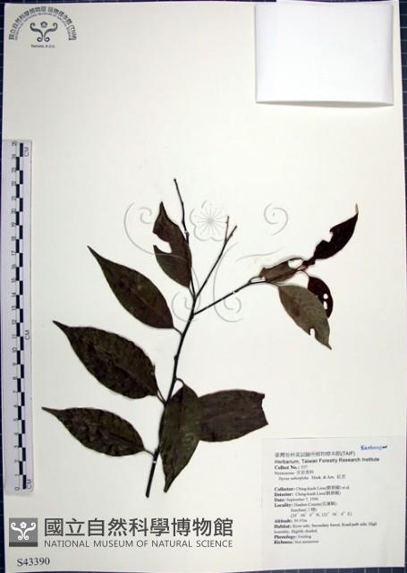 紅皮、葉下白、赤仔尾藏品圖，第1張