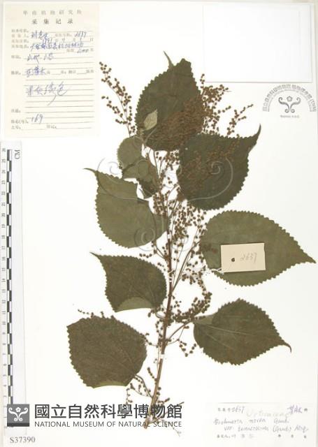 青苧麻藏品圖，第1張