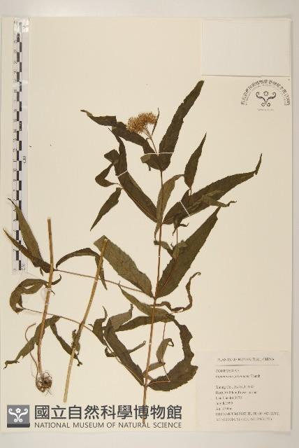 佩蘭、澤蘭藏品圖，第1張