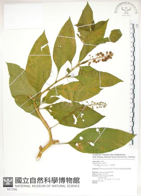 美洲商陸藏品圖，第1張