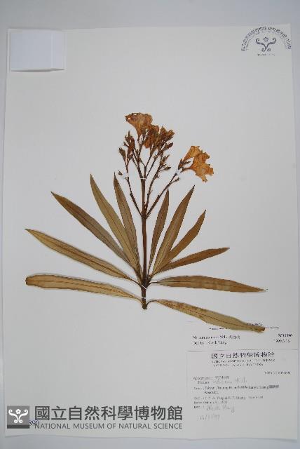 夾竹桃藏品圖，第1張