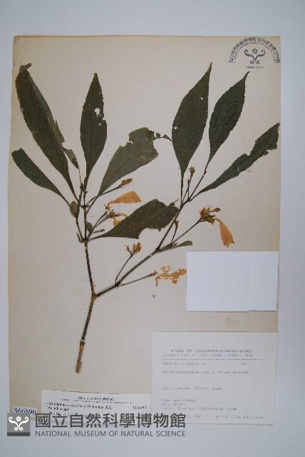 腺萼馬藍藏品圖，第1張