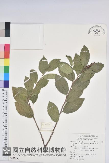 枯里珍藏品圖，第1張