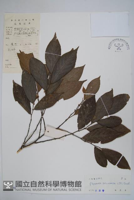 嘉陵花藏品圖，第1張