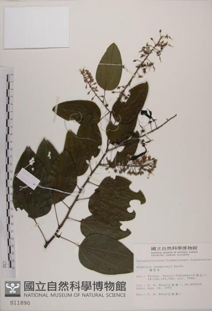 菊花木藏品圖，第1張