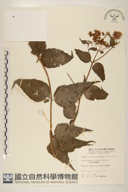 田代氏澤蘭藏品圖，第1張