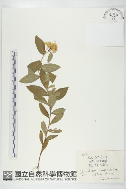 歐亞旋覆花藏品圖，第1張