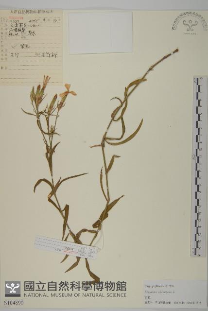石竹、洛陽花、剪絨花藏品圖，第1張