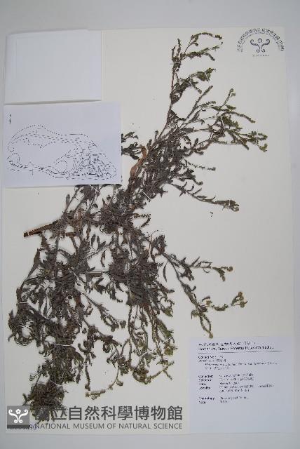 伏毛天芹菜藏品圖，第1張