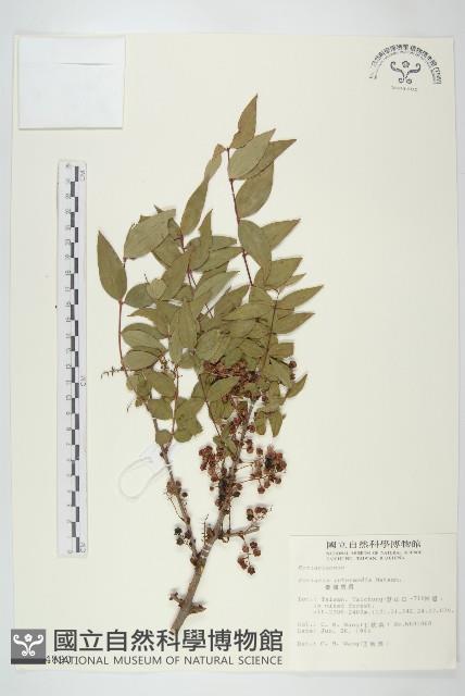 臺灣馬桑藏品圖，第1張