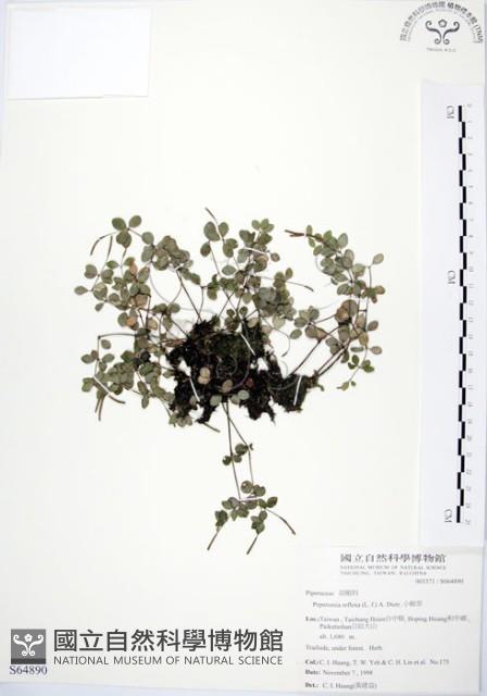 小椒草藏品圖，第1張