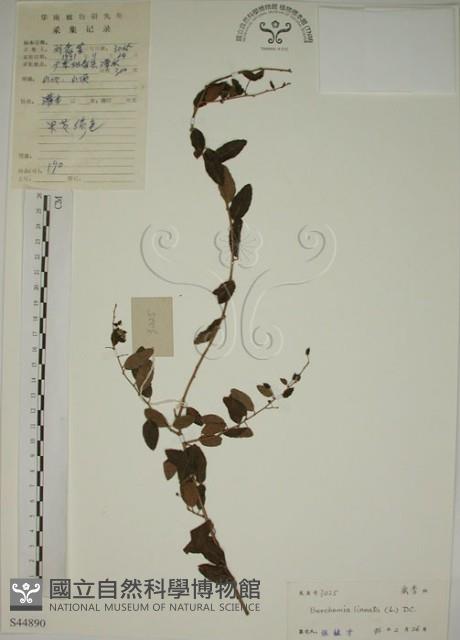 小葉黃鱔藤藏品圖，第1張